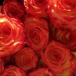 Meet your Posher, Talia